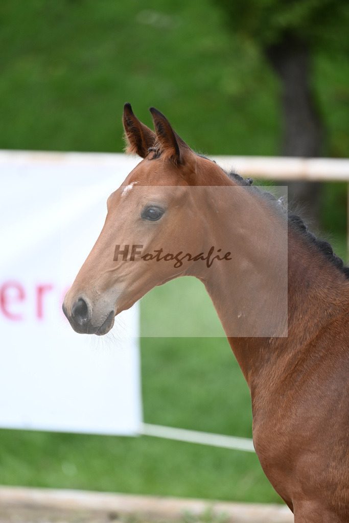 Kat-Nr. 17 HF Franklin_Hindrichs_25230536 | hf-fotografie - Realisiert mit Pictrs.com