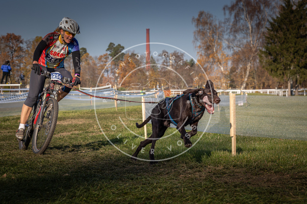 CaniXpix_0L8A6727 | Hundefotografie, Tierfotograf, Pfotenfotografie, Fotoshooting Hund, Hunde Portrait, Hundesport, Hundeportraits, Heideshooting, Hunde, Sportfotograf, Hundefotograf, Turnierhundsport, THS,  - Realisiert mit Pictrs.com