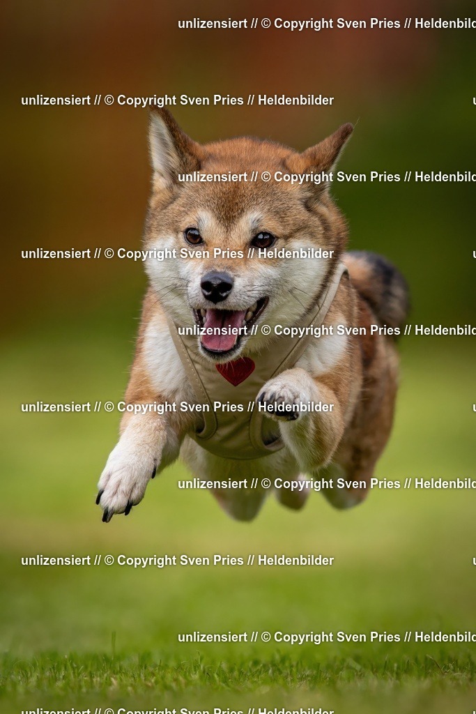 Sven Pries | 2024-09-22 - Hunderennen Baden-BadenPudelverein - Realisiert mit Pictrs.com