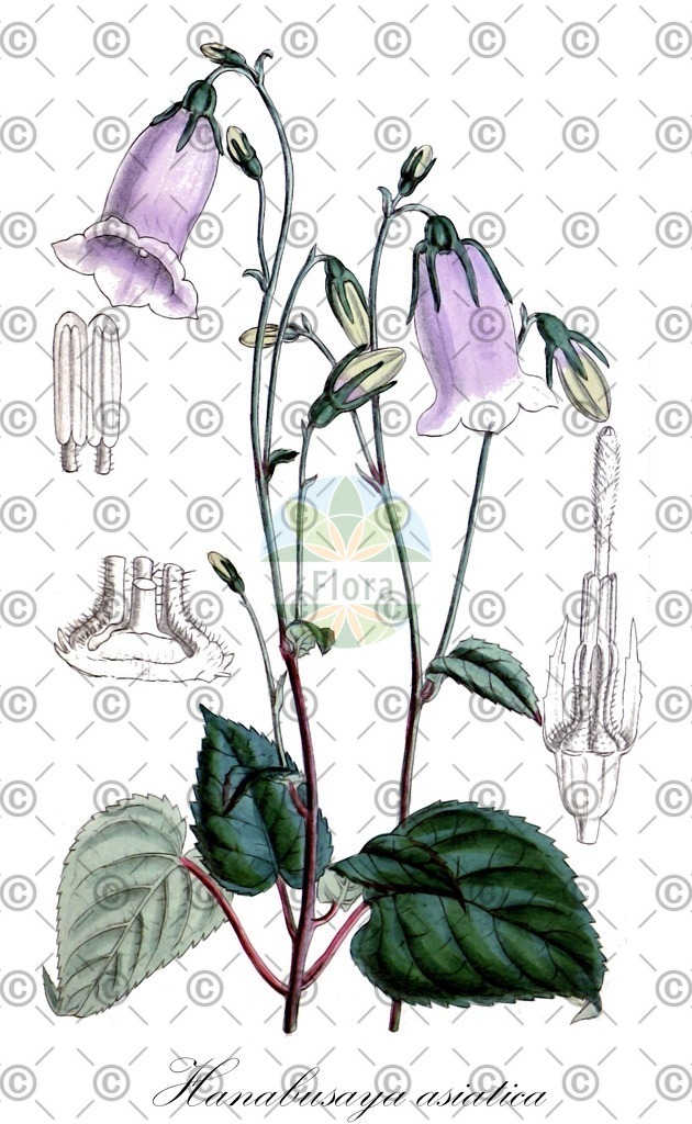 HistAbb_wfo-0000835684_1_ENZY_Simple | Historische Abbildung von Hanabusaya asiatica - Campanulaceae | Historical Illustration of Hanabusaya asiatica - Campanulaceae