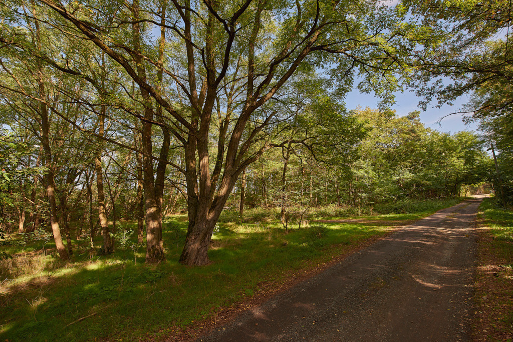Königlicher Wald bei Theisa 01 | Bedeutsame Landschaften Deutschlands - Realisiert mit Pictrs.com