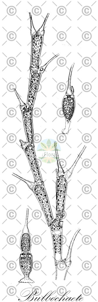 HistAbb_3DXJ_2_ENZY_Simple | Historische Abbildung von Bulbochaete - Oedogoniaceae (0) | Historical Illustration of Bulbochaete - Oedogoniaceae (0)