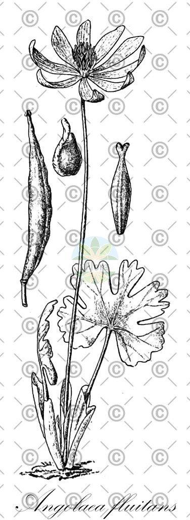 HistAbb_wfo-0000536542_186_ENZY_Simple | Historische Abbildung von Angolaea fluitans - Podostemaceae | Historical Illustration of Angolaea fluitans - Podostemaceae