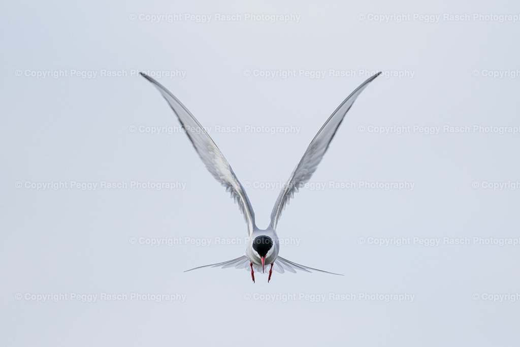 Küstenseeschwalbe | Küstenseeschwalbe - Realisiert mit Pictrs.com