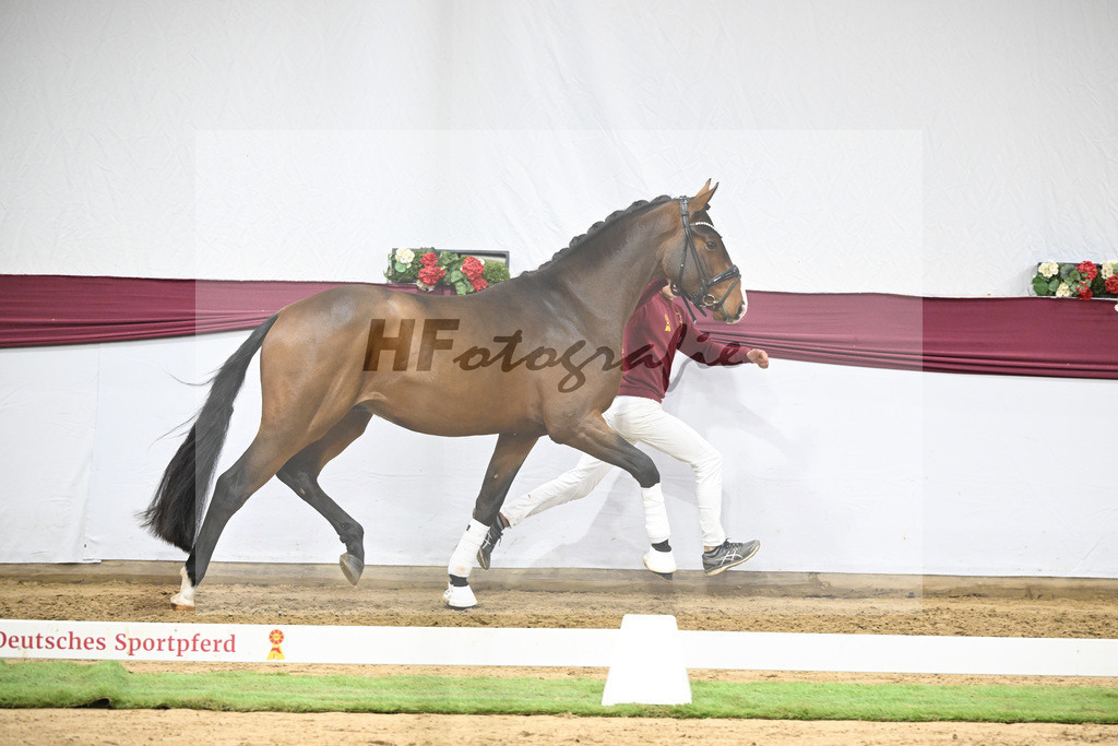 Kat-Nr. 136 Va Bene x Topas_Dr. Dieter Schuele_47254661 | hf-fotografie - Realisiert mit Pictrs.com