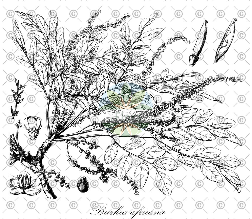 HistAbb_wfo-0000342486_1_ENZY_Simple | Historische Abbildung von Burkea africana - Fabaceae | Historical Illustration of Burkea africana - Fabaceae