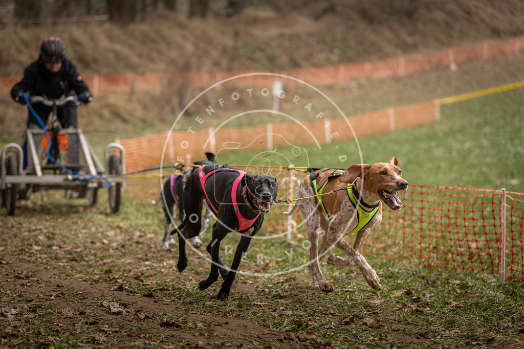 Pfotenfotografie_DV3A8291 | Hundefotografie, Tierfotograf, Pfotenfotografie, Fotoshooting Hund, Hunde Portrait, Hundesport, Hundeportraits, Heideshooting, Hunde, Sportfotograf, Hundefotograf, Turnierhundsport, THS,  - Realisiert mit Pictrs.com