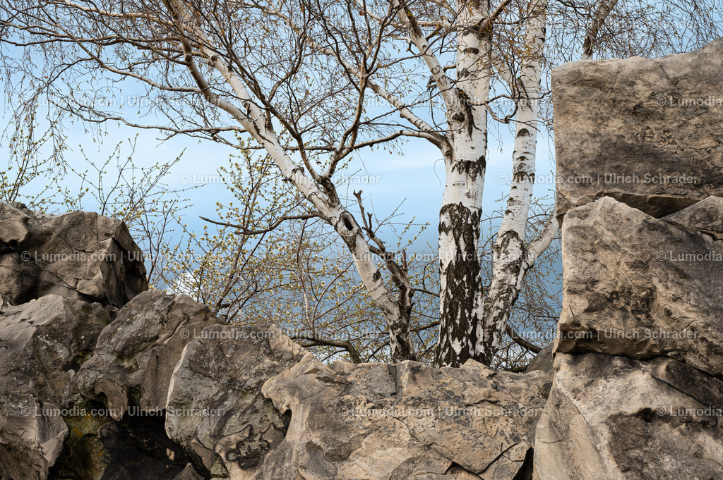 10049-13198 - Warnstedt - Papensteine | Stockfoto und Bilderpool mit Bildmaterial aus Deutschland, dem Harz, Halberstadt, Quedlinburg, Wernigerode und weltweit. Qualitativ hochwertige und professionelle Fotos anschauen und kaufen. - Realisiert mit Pictrs.com