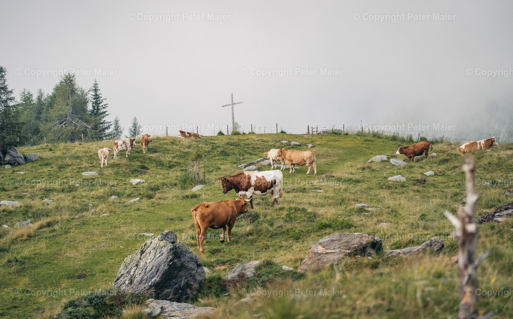 Kathi_Knappensee_Leppner_Alm_24-1135 | piet_flosse