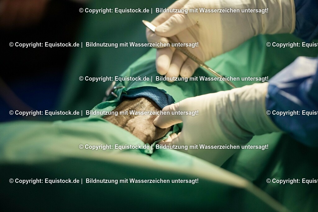 20160309_Sehnenschnitt_OP__0025 | equistock