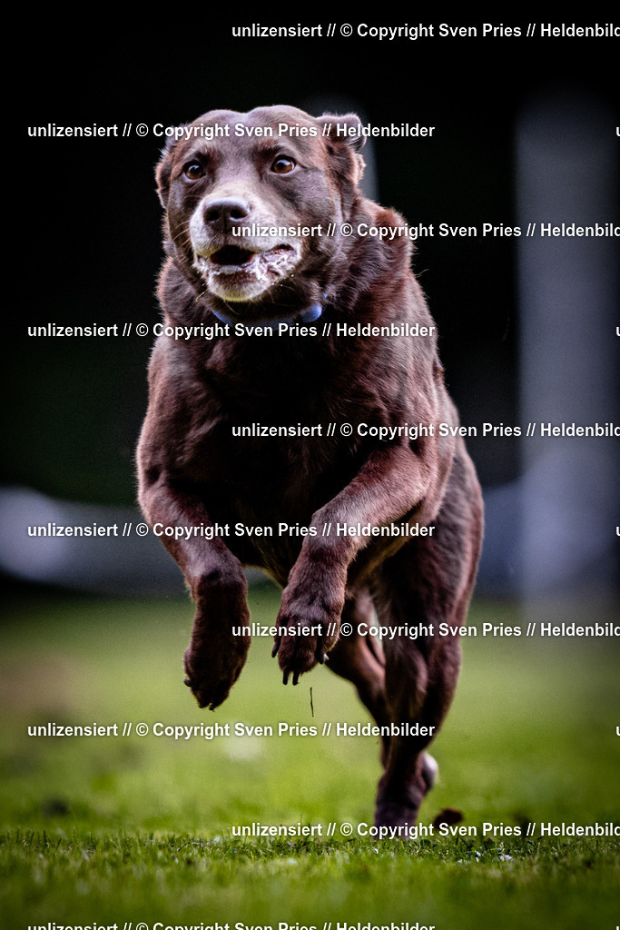 Sven Pries | 2025-10-03 - Hunderennen Obergrombach - Realisiert mit Pictrs.com