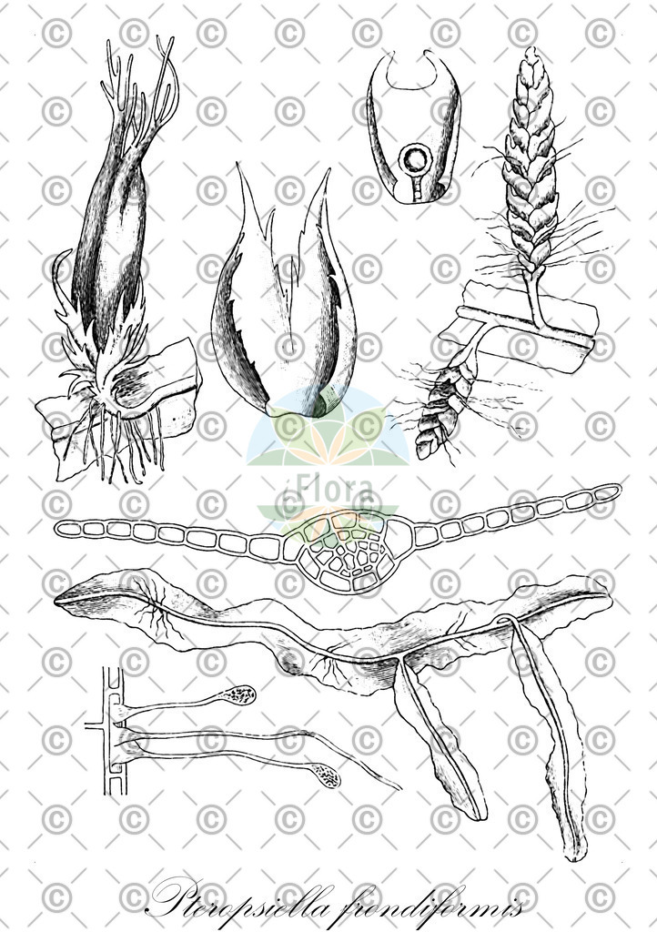 HistAbb_74V3_2_ENZY_Simple | Historische Abbildung von Pteropsiella frondiformis - Lepidoziaceae | Historical Illustration of Pteropsiella frondiformis - Lepidoziaceae