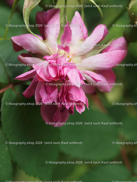 P6080327-titusgraphy-vz | Fotokunstarbeit aus der INSTAGRAM-Gallerie auf titusgraphy.eu - Realisiert mit Pictrs.com