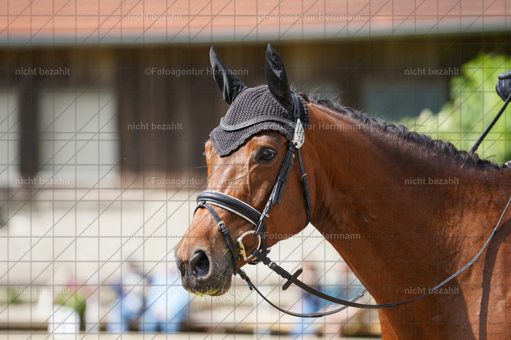 20240519-FAH04934 | Turnierbilder Niederseeon 2024, Vielseitigkeitsdressur, Reitsportbilder aus dem Landkreit Ebersberg, Gut Steinsee, RC Steinsee, Fotoagentur Herrmann