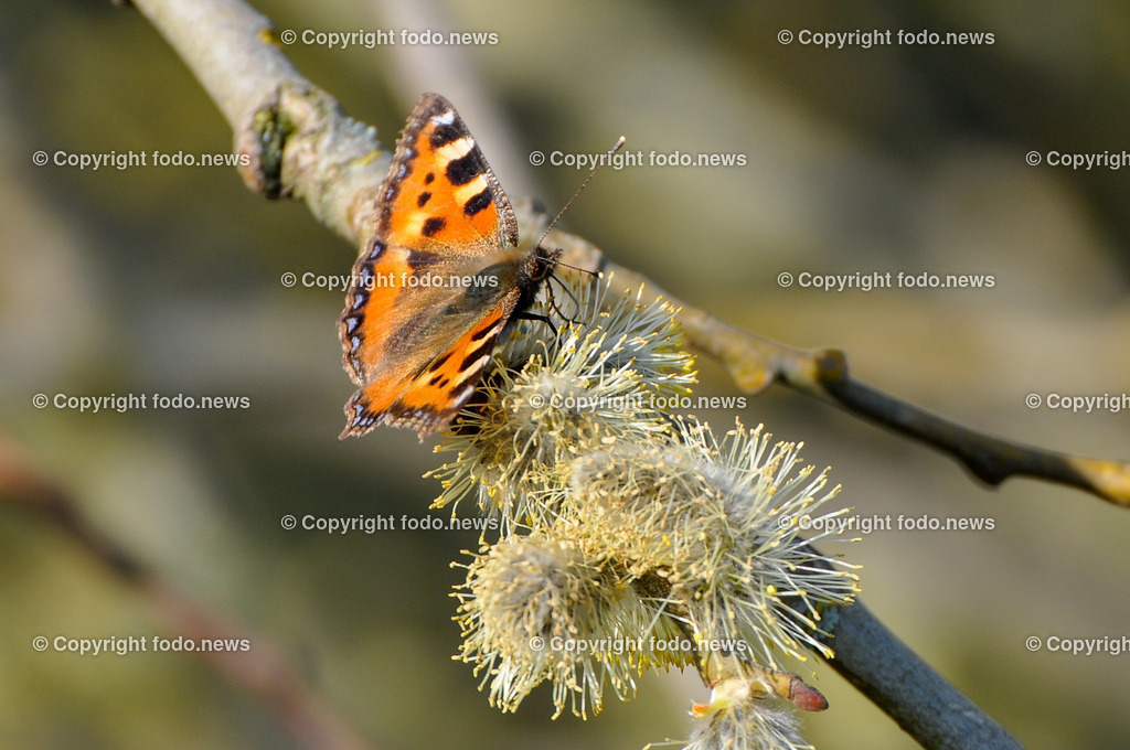 Frühling_ Blumen_ Frühlingsboten_ 28.03.2022-19 | 28.03.2022, Linz, AUT, Fruehling, Blumen, Fruehlingsboten, im Bild Weidenkaetzchen, Sal Weide, Schmetterling