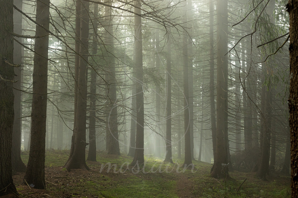 Waldspaziergang | Bei Veröffentlichung des Bildes ist eine Namensnennung wie folgt erforderlich: 
Foto: Mostdirn Irmgard Wieser - Realisiert mit Pictrs.com