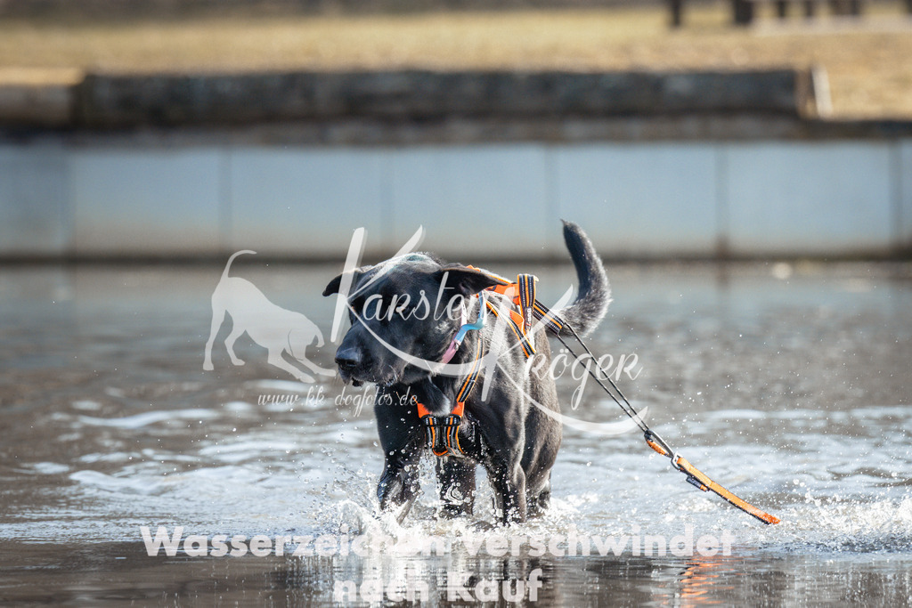 1128_ZZ94746-Bearbeitet | kk-dogfotos