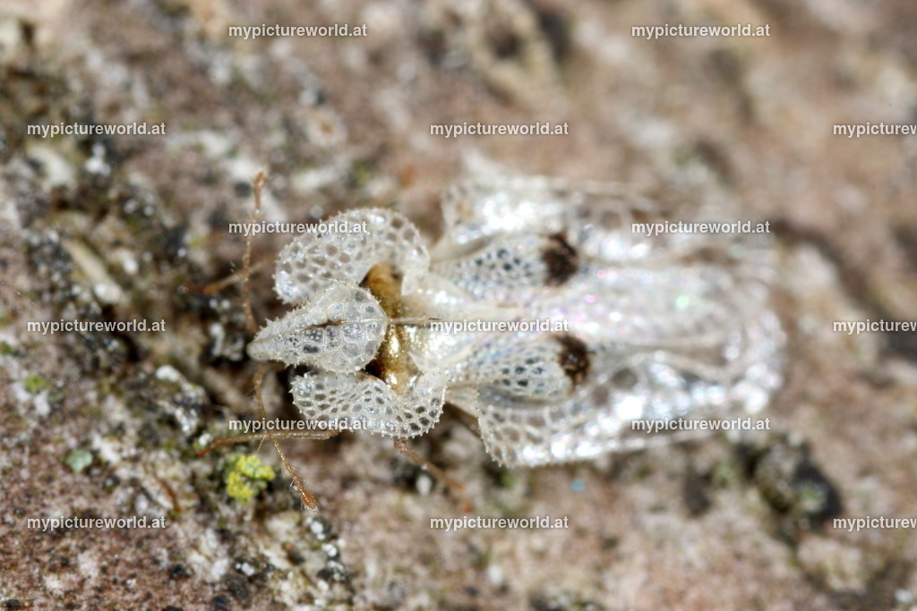 Corythucha ciliata-012 | Das Bilderarchiv über Tiere, Planzen und Landschaften. In der Bilddatenbank finden Sie ein große Auswahl an hochwertigen Bilder für Ihre Werbung - Realisiert mit Pictrs.com