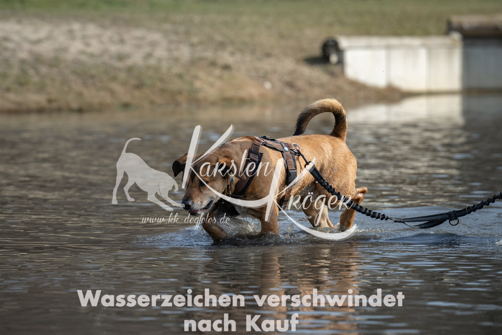1244_ZZ91915 | kk-dogfotos