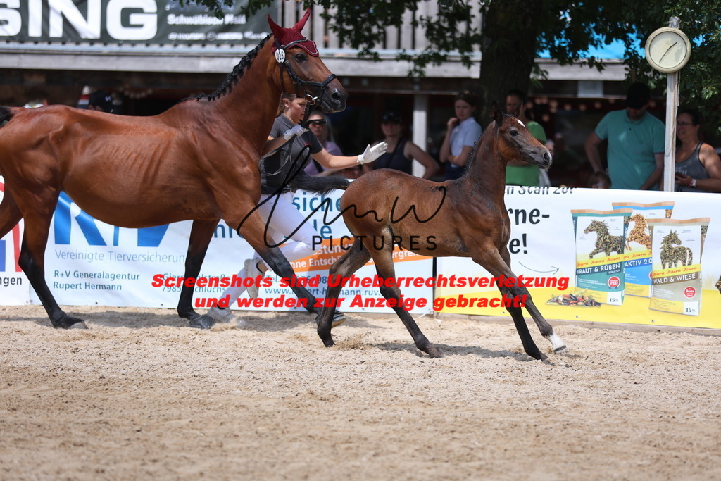 Fohlenschau_Schwäbisch_Hall_springbetonte_Fohlen_KN 26_8 | lmwpictures - Realisiert mit Pictrs.com