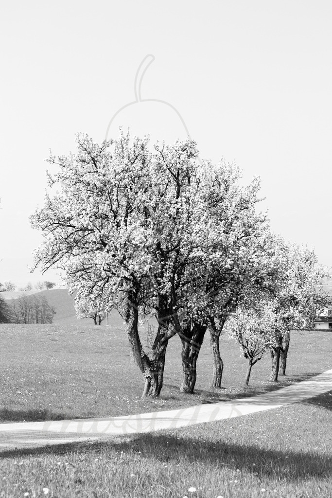 Mostviertel Schwarz Weiß | Ihre Fotografin im Lungau, ihre Fotografin im Mostviertel, Wandbilder Onlineshop, Imagefotos für Ihr Unternehmen,  - Realisiert mit Pictrs.com