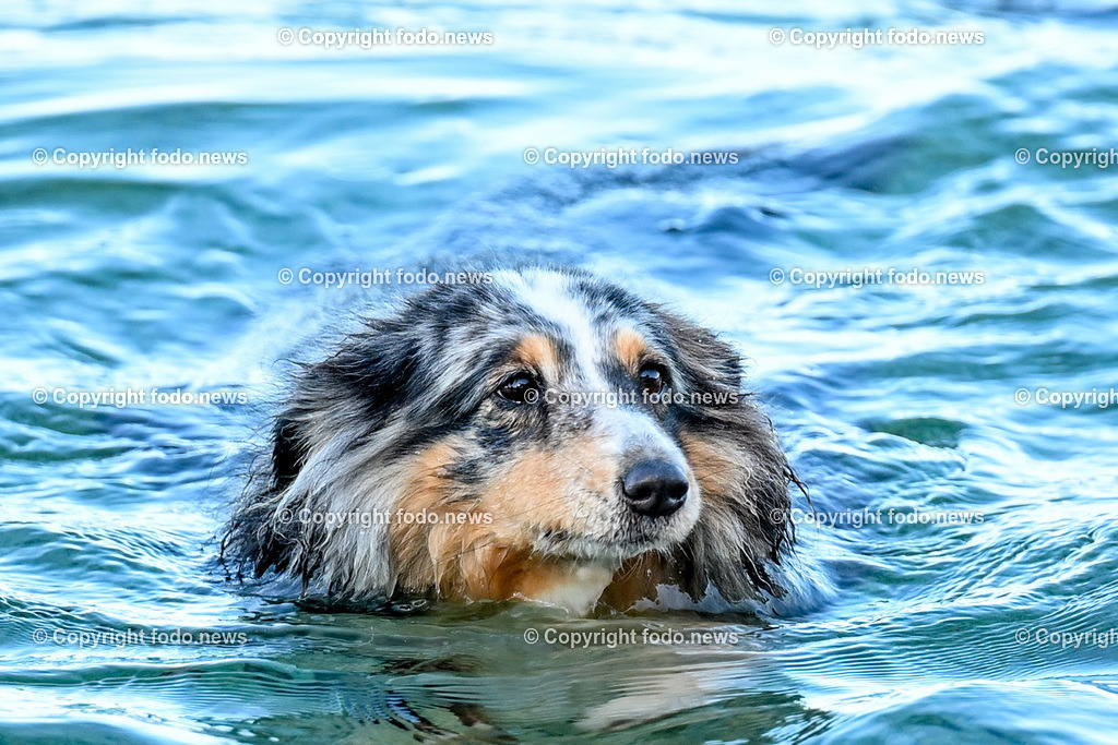 Kroatien_ Brac_ Insel in Dalmatien_ Milna_ 19.07.2025-8 | 19.07.2025, Kroatien, HRV, Brac, Insel in Dalmatien, Milna im Bild Themenbild, Hund, Hunde, Strand, Felsen, Urlaub, Urlaub mit Hund am Meer, Meer, Adria, Tourismus, Salzwasser, Feature, Symbolbild