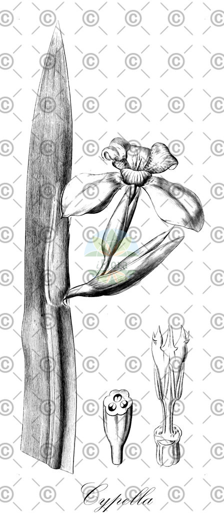 HistAbb_EMP_37201_SRC_Schlechtendal_FLORAD_SIMPLE | Historische Abbildung von Cypella - Iridaceae | Historical Illustration of Cypella - Iridaceae