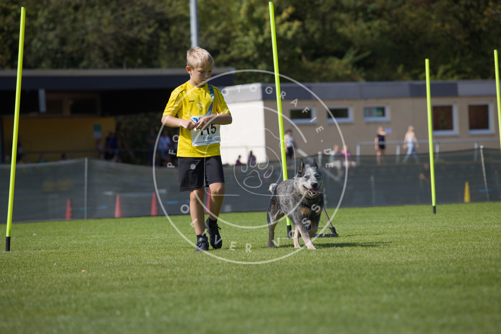0L8A2755 | Hundefotografie, Tierfotograf, Pfotenfotografie, Fotoshooting Hund, Hunde Portrait, Hundesport, Hundeportraits, Heideshooting, Hunde, Sportfotograf, Hundefotograf, Turnierhundsport, THS,  - Realisiert mit Pictrs.com
