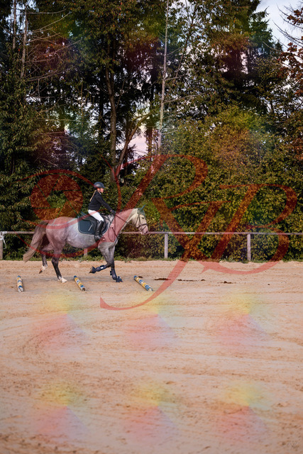 2026_10_03_Siefer-Hof_145034_Z81_28604937 | Professionelle Reitsport-, Turnier- und Eventfotografie von Robert Broda. Galerien mit ausgewählten und bearbeiteten Bildern direkt online ansehen und bestellen.