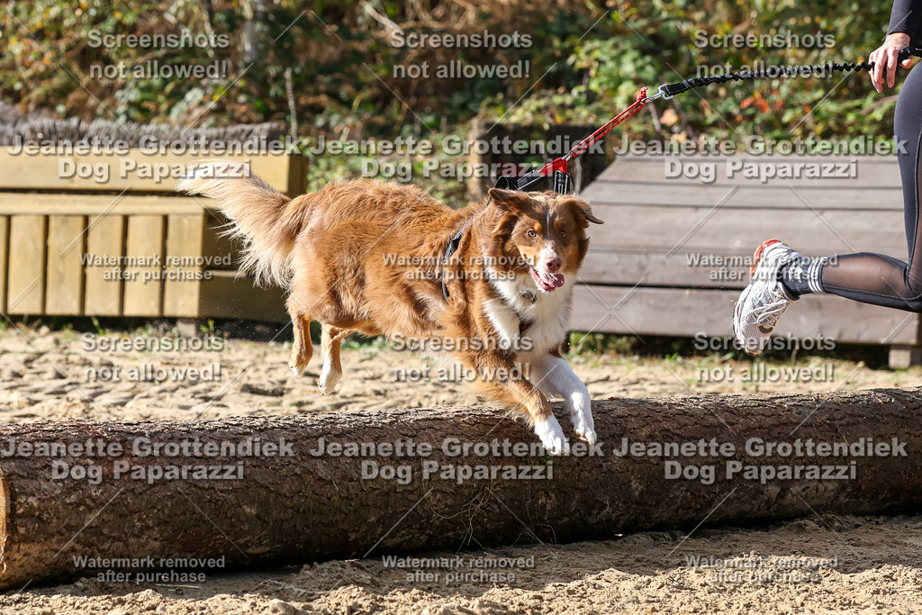 Dog Paparazzi - Strongdog 10-25-5758 | Dog Paparazzi Jeanette Grottendiek Fotografie & Videografie - Realisiert mit Pictrs.com