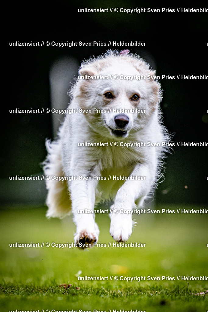 Sven Pries | 2025-10-03 - Hunderennen Obergrombach - Realisiert mit Pictrs.com