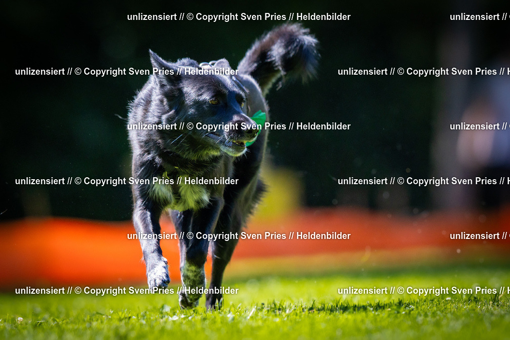 Sven Pries | 2025-08-10 - Hunderennen Durlach - Realisiert mit Pictrs.com