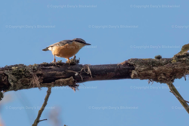 201772 | Tierfotografie, Tierkalender, Tierbilder, Insekten, Spinnen, Vögel, Schmetterling, Libellen, Leinwand, Colorkey, Qualität, Geschenkartikel, Geschenk - Realisiert mit Pictrs.com