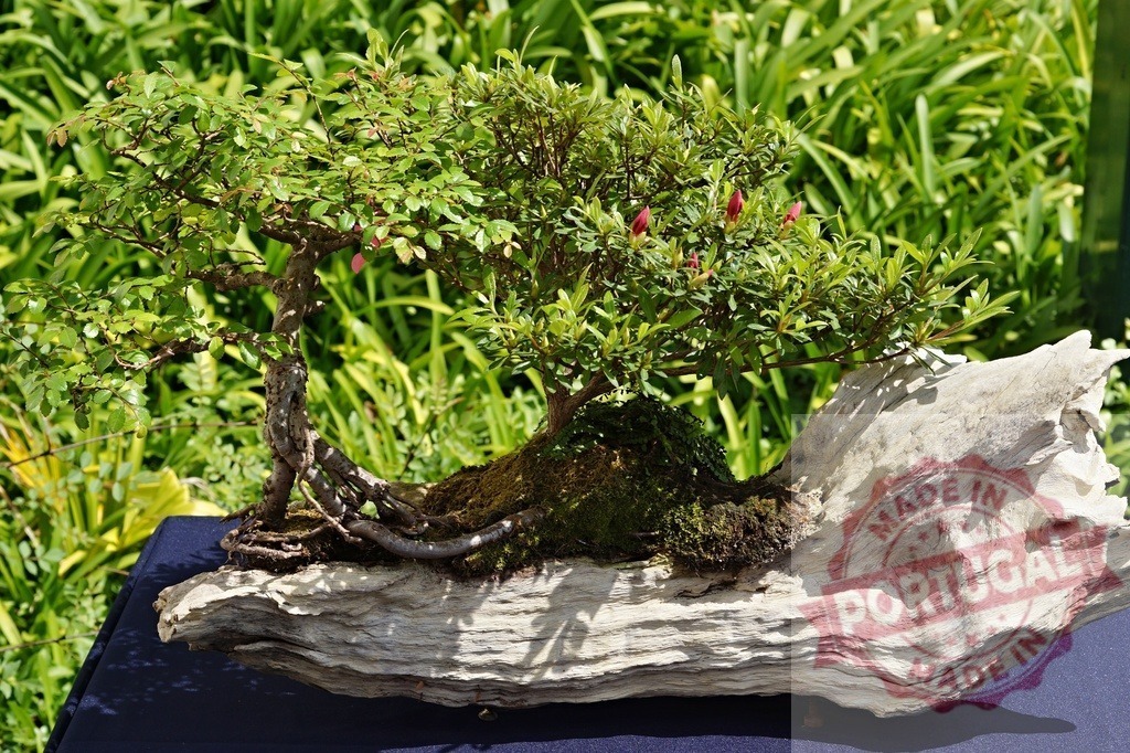 Creating the art of bonsai on driftwood outdoors | Bonsai tree thriving on a piece of natural driftwood with green leaves and small pink buds - Realisiert mit Pictrs.com