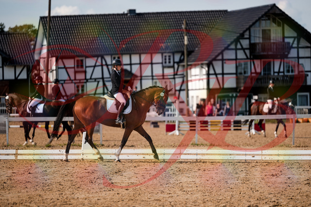 2026_10_03_Siefer-Hof_131527_Z63_76939949 | Professionelle Reitsport-, Turnier- und Eventfotografie von Robert Broda. Galerien mit ausgewählten und bearbeiteten Bildern direkt online ansehen und bestellen.