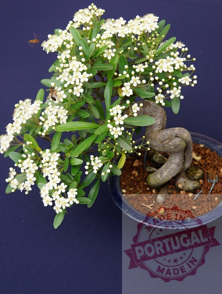 Pyracantha bonsai living art attracting pollinating bee | Pyracantha bonsai tree blooming with white flowers, a bee collecting nectar - Realized with Pictrs.com