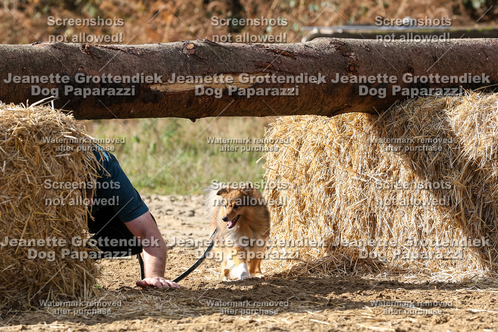 Dog Paparazzi - Strongdog 10-25-5016 | Dog Paparazzi Jeanette Grottendiek Fotografie & Videografie - Realisiert mit Pictrs.com