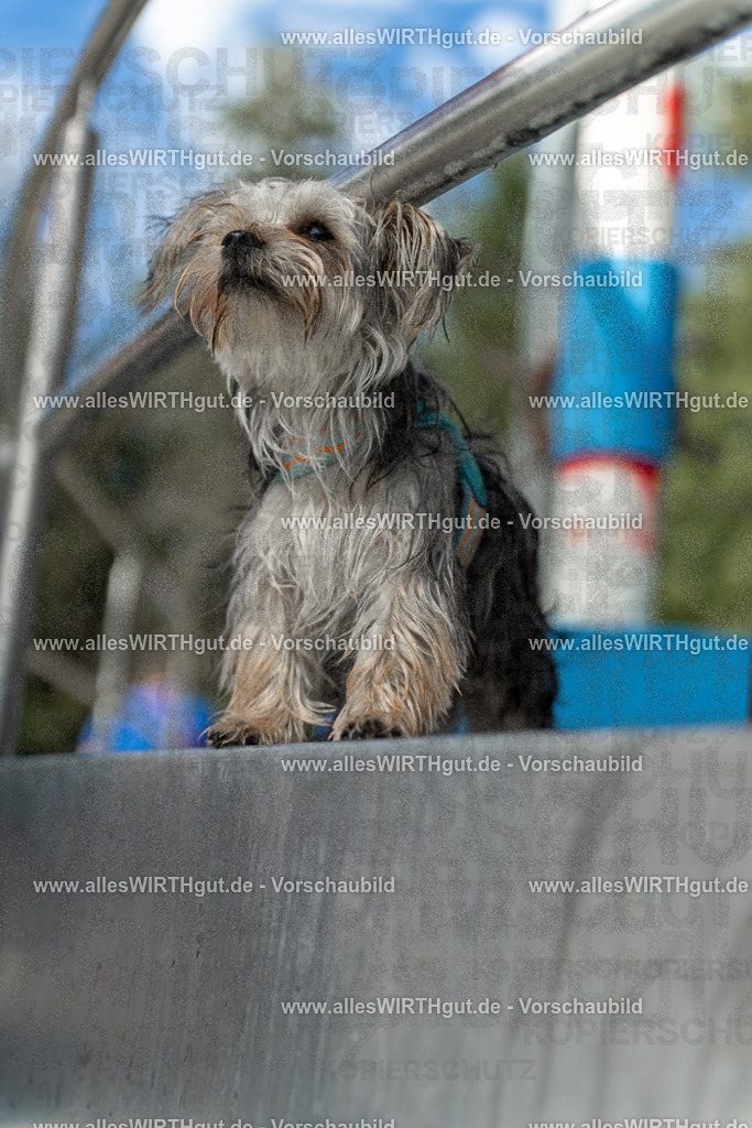 Hundeschwimmen_Volksbad_2026-allesWIRTHgut_Tierfotografie-2609061440-7R501192 | Professionelle Tierfotografie in Mönchengladbach von Daniel Wirth (allesWIRTHgut). Liebevolle & natürliche Bilder von Hunden & Katzen für unvergessliche Erinnerungen.
