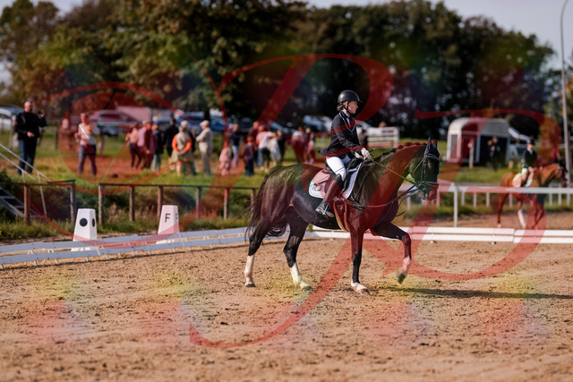 2026_10_03_Siefer-Hof_121555_Z81_17883929 | Professionelle Reitsport-, Turnier- und Eventfotografie von Robert Broda. Galerien mit ausgewählten und bearbeiteten Bildern direkt online ansehen und bestellen.