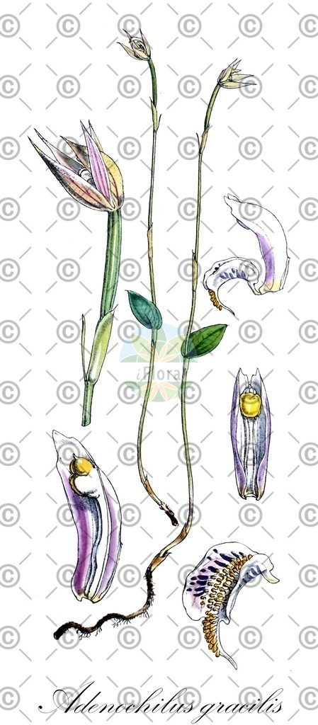 HistAbb_wfo-0000766128_1_ENZY_Simple | Historische Abbildung von Adenochilus gracilis - Orchidaceae | Historical Illustration of Adenochilus gracilis - Orchidaceae
