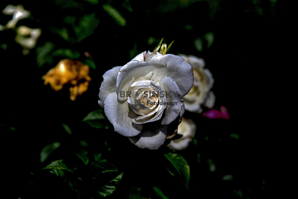 IMG_9934 weiße Rose | brosinskyfotodesign-shop - Realisiert mit Pictrs.com