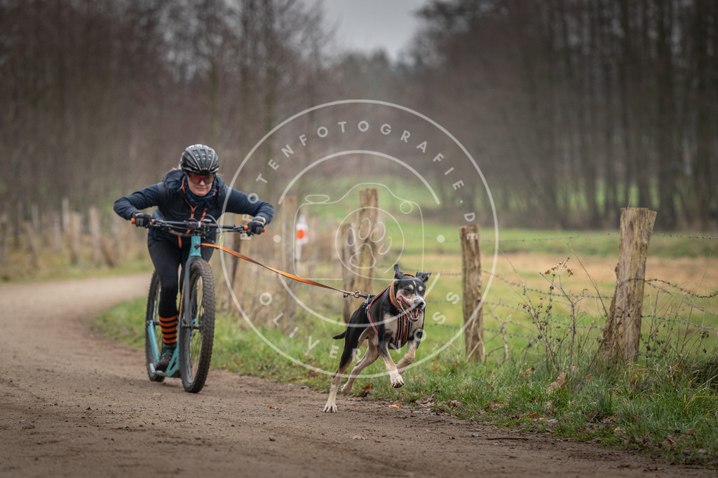 Pfotenfotografie_DV3A2391 | Hundefotografie, Tierfotograf, Pfotenfotografie, Fotoshooting Hund, Hunde Portrait, Hundesport, Hundeportraits, Heideshooting, Hunde, Sportfotograf, Hundefotograf, Turnierhundsport, THS,  - Realisiert mit Pictrs.com