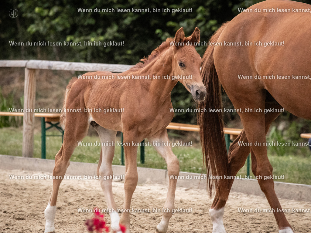 A10I7277 | photographylinaismer - Realisiert mit Pictrs.com