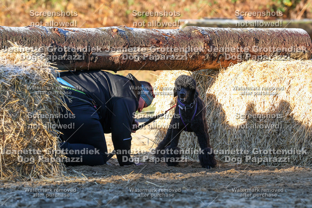 Dog Paparazzi - Strongdog 10-25-746 | Dog Paparazzi Jeanette Grottendiek Fotografie & Videografie - Realisiert mit Pictrs.com