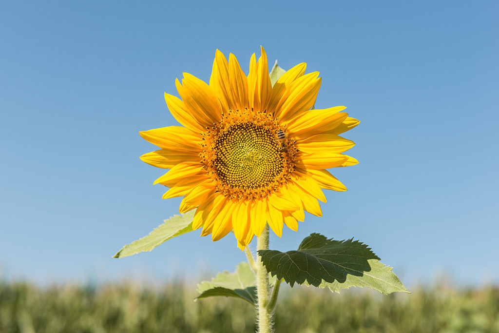 Sonnenblume | Fotos mit schönen Motiven aus der Region Basel. - Realisiert mit Pictrs.com