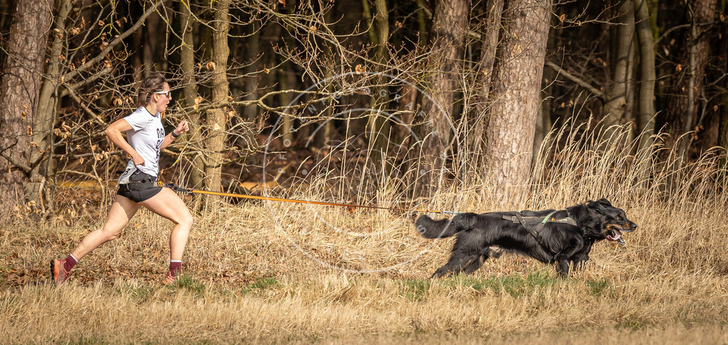 DV3A3686 | Hundefotografie, Tierfotograf, Pfotenfotografie, Fotoshooting Hund, Hunde Portrait, Hundesport, Hundeportraits, Heideshooting, Hunde, Sportfotograf, Hundefotograf, Turnierhundsport, THS,  - Realisiert mit Pictrs.com