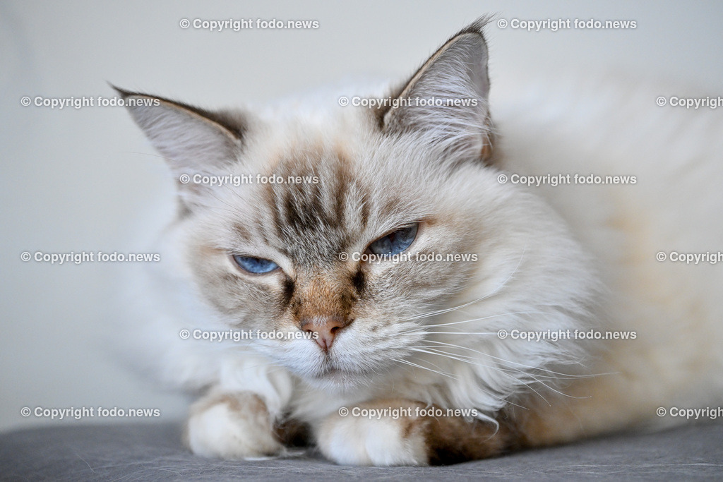 Katze_ Ragdoll_ Emillie_ 13.09.2024-1 | 13.09.2024, Linz, AUT, Haustier, Katzen, im Bild Haustier, Katze, Katzen, Kater, Stubentiger, Rasse, Ragdoll, Zucht, Emillie