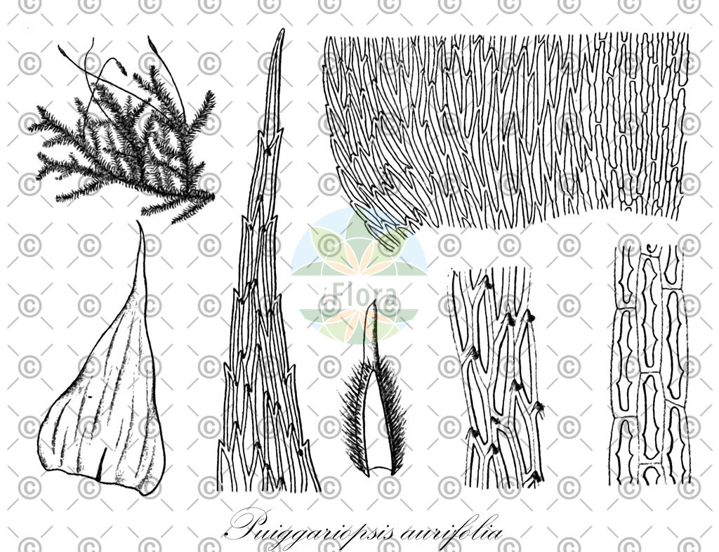 HistAbb_EMP_128018_SRC_Schlechtendal_FLORAD_SIMPLE | Historische Abbildung von Puiggariopsis aurifolia - Hylocomiaceae | Historical Illustration of Puiggariopsis aurifolia - Hylocomiaceae