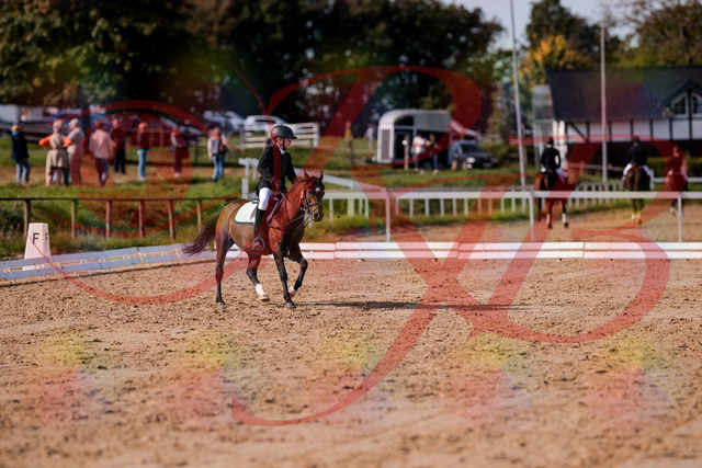 2026_10_03_Siefer-Hof_122251_Z81_22394380 | Professionelle Reitsport-, Turnier- und Eventfotografie von Robert Broda. Galerien mit ausgewählten und bearbeiteten Bildern direkt online ansehen und bestellen.