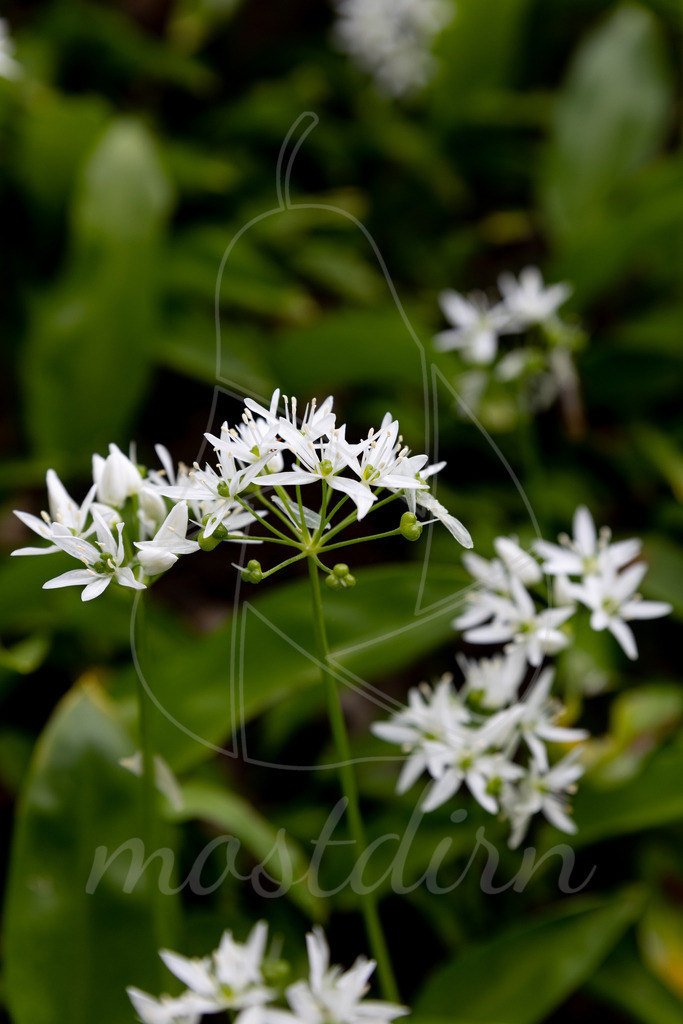 Die Bärlauchblüte | Bei Veröffentlichung des Bildes ist eine Namensnennung wie folgt erforderlich: 
Foto: Mostdirn Irmgard Wieser
 - Realisiert mit Pictrs.com